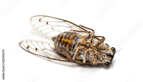 on its back grey Cicada, isolated on white