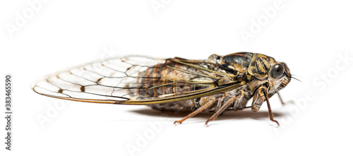 Grey Cicada, isolated on white