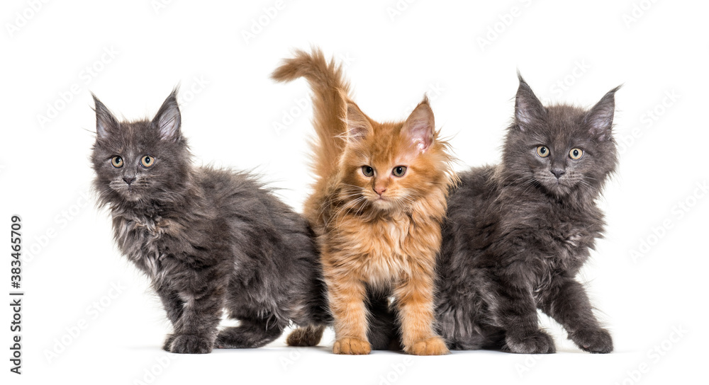 Grey and ginger Maine coon kitten sitting, isolated