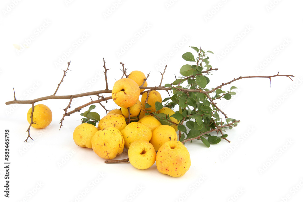 Chaenomeles fruits isolated on white background. Edible fruits of