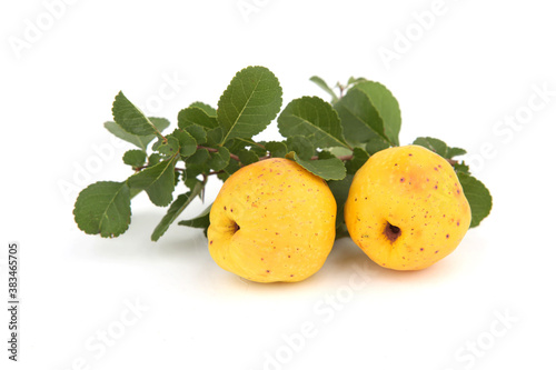 Photographie Chaenomeles fruits isolated on white background