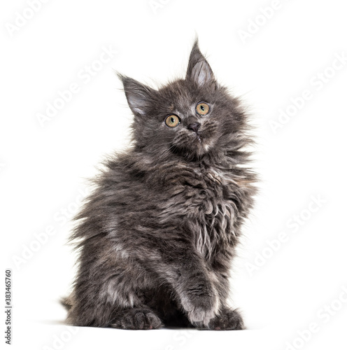 Grey Maine coon kitten sitting, isolated