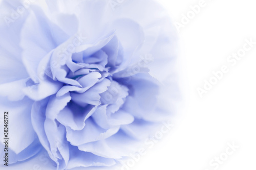 Blue large peony bud or cloves on a white background as a blank for advertising text