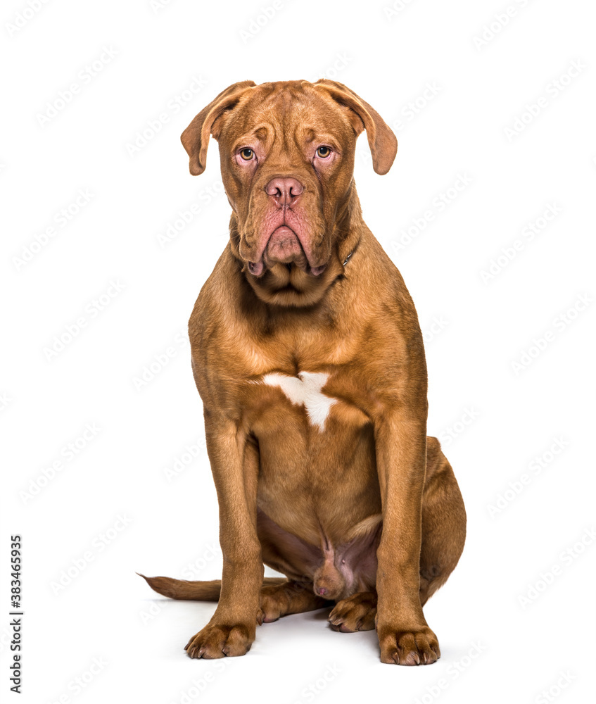 Dogue de Bordeaux sitting, isolated on white
