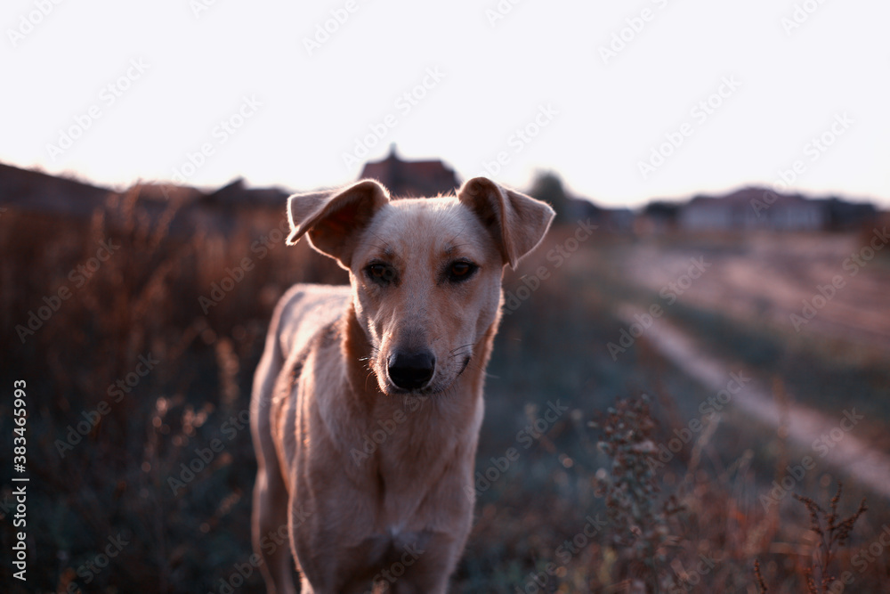 an emaciated stray dog in the field