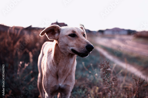 an emaciated stray dog in the field