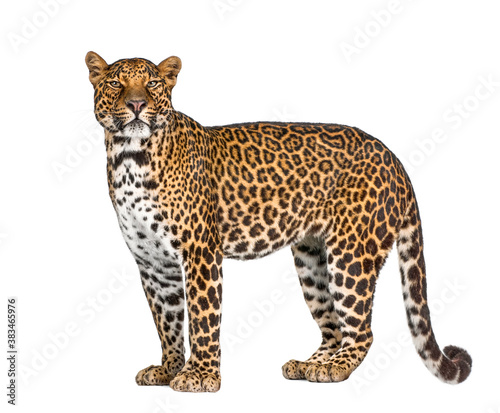 Portrait of leopard, Panthera pardus, standing, remasterized photo