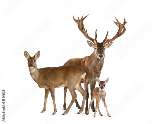 Valokuvatapetti Family of reed dear. Male, Doe and fawn, isolated on white