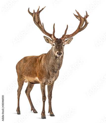 Foto Red deer stag in front of a white background, remasterized