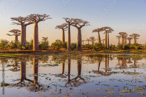 Beautiful Baobab trees at sunset at the avenue of the baobabs in Madagascar Fototapete