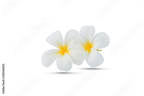 fresh frangimani flower on a white background,isolated