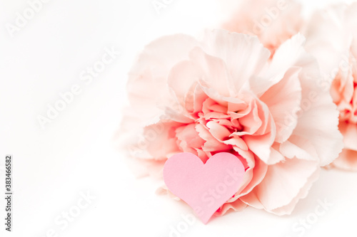 Pink clove isolated on white background with heart, symbol of love. Minimalism lifestyle and very delicate decor. Postcard with place for text or congratilutaion words © Hanna