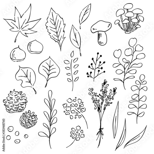 草花　秋　あしらい　ペン画　手書き