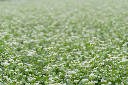 満開の蕎麦の花