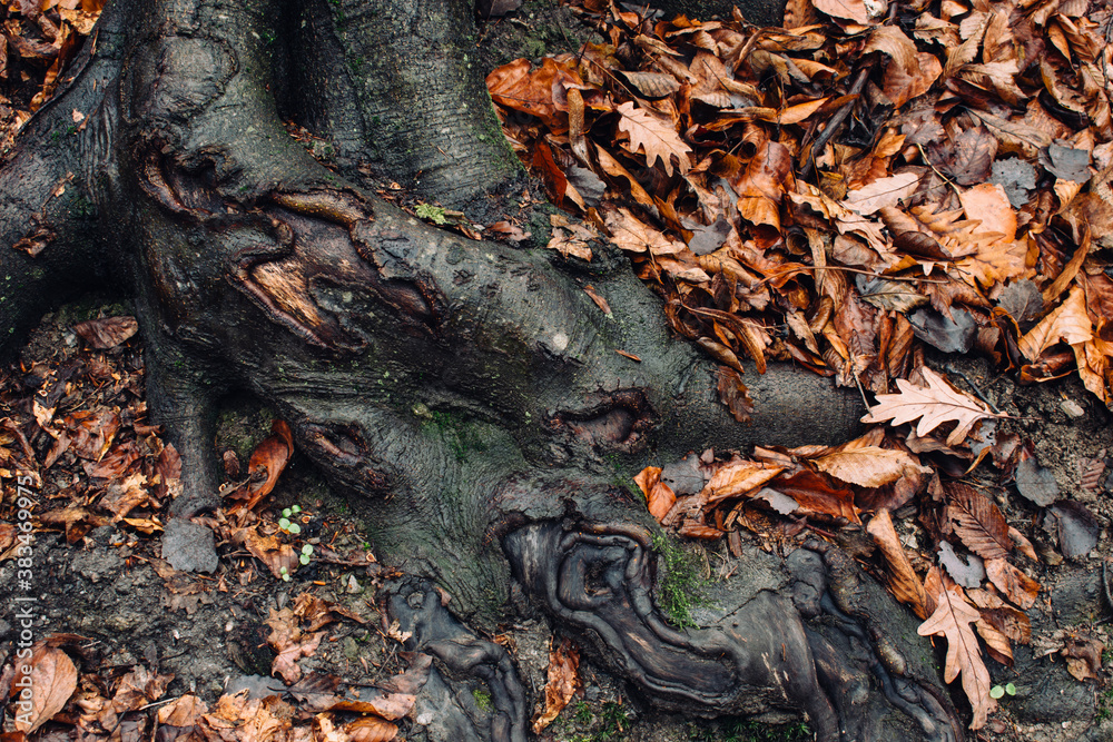 tree roots and fallen leaves on forest ground, autumn nature background - obrazy, fototapety, plakaty 