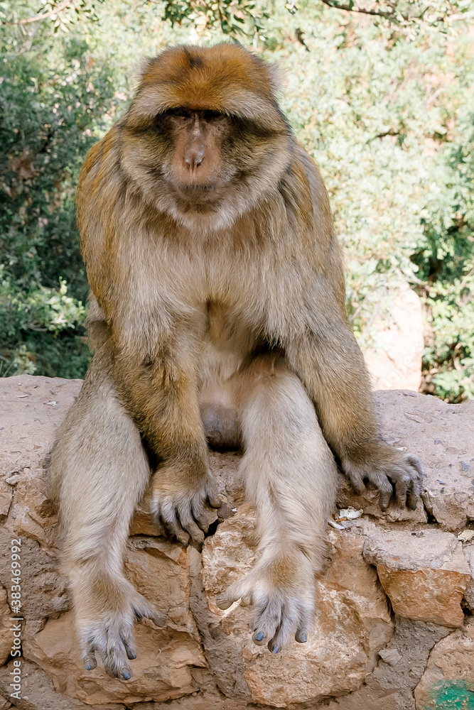 monkeys in morocco