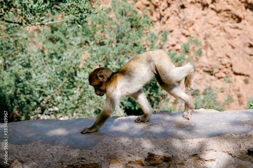 monkeys in morocco