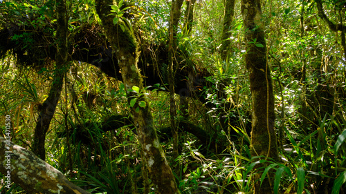 landscape in the Rainforest and tamarin trees at Reunion Island