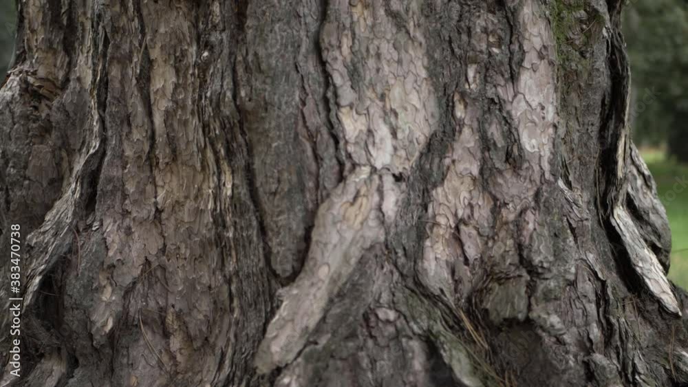 Old dead tree trunk close up panning shot Old dead tree trunk close up panning shot