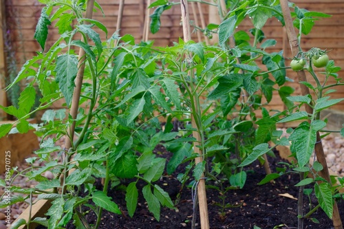 Фотография Tomato trellis in the garden