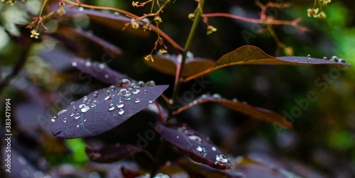 Purple leaves of cotinus coggygria with waterdrops in summer. Close up  selective focus.