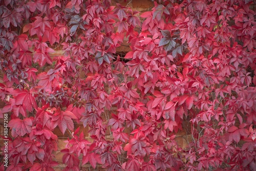 Red vine leaves on the wall
