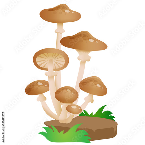 Color image of forest honey agarics on white background. Mushrooms. Vector illustration for kids.