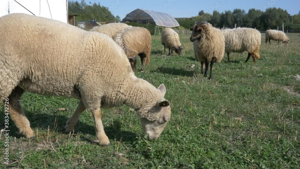 Close up of a sheep and goats grazing in the farmer's garden. Real time 4K Close up of a sheep and goats grazing in the farmer's garden. Real time 4K