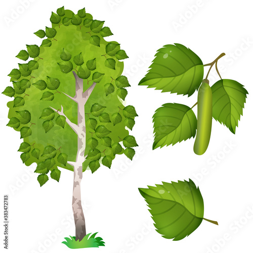 Color image of fruit, leaf and branch with catkins of birch on white background. Plants and trees. Vector illustration set for kids.