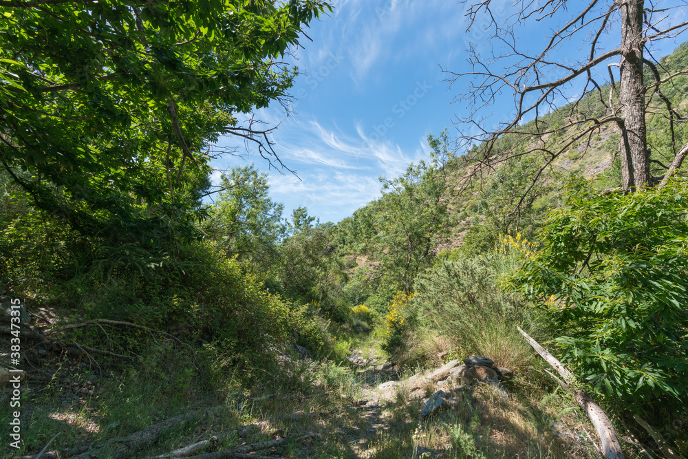 Fototapeta premium mountainous landscape covered with vegetation in southern Spain