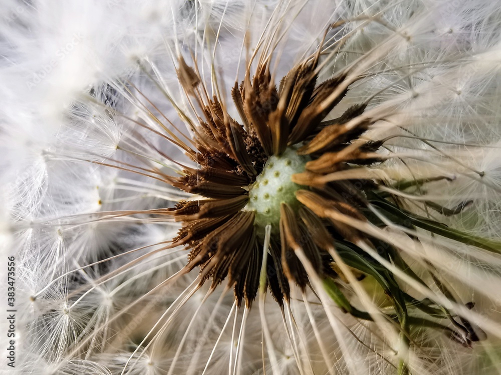 Fototapeta premium Pusteblume