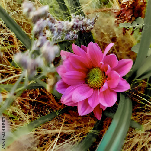 Purple dahlia fine art flower photography 