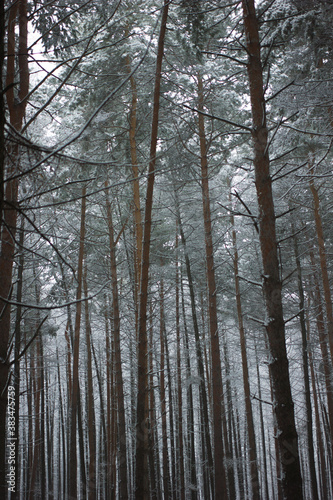 fairy forest. winter. snow