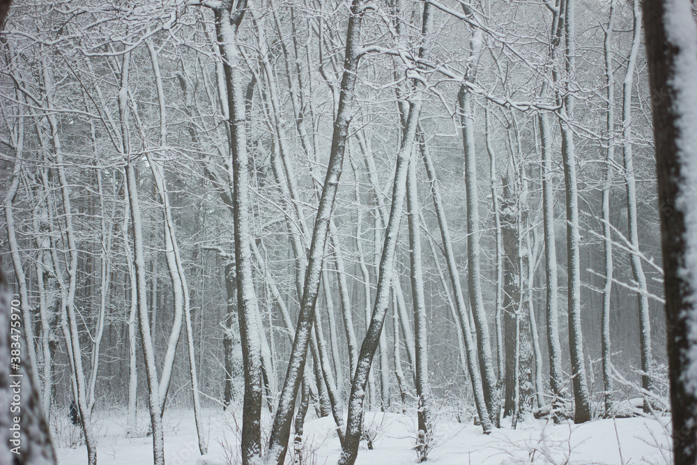 fairy forest. winter. snow