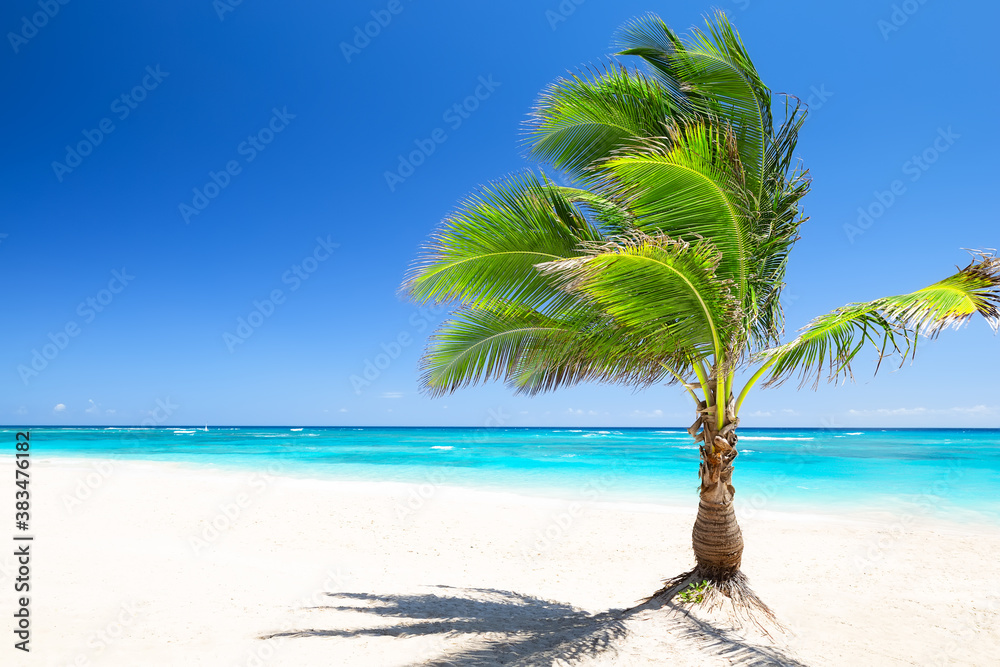 Coconut palm tree against blue sky and beautiful beach in Punta Cana, Dominican Republic. Coconut palm tree against blue sky and beautiful beach in Punta Cana, Dominican Republic.