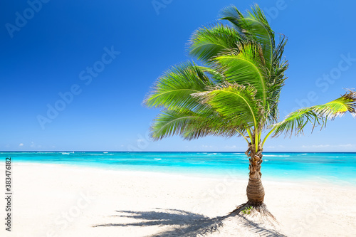 Fototapeta Naklejka Na Ścianę i Meble -  Coconut palm tree against blue sky and beautiful beach in Punta Cana, Dominican Republic.