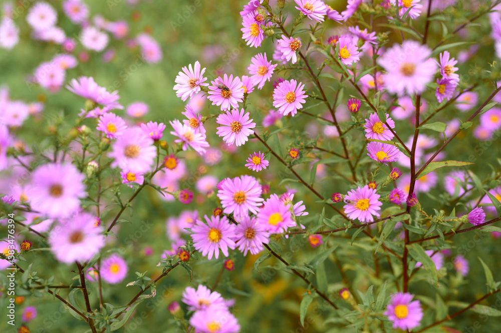 autumn flowers Aster novi-belgii vibrant light purple color in full bloom in the garden autumn flowers Aster novi-belgii vibrant light purple color in full bloom in the garden