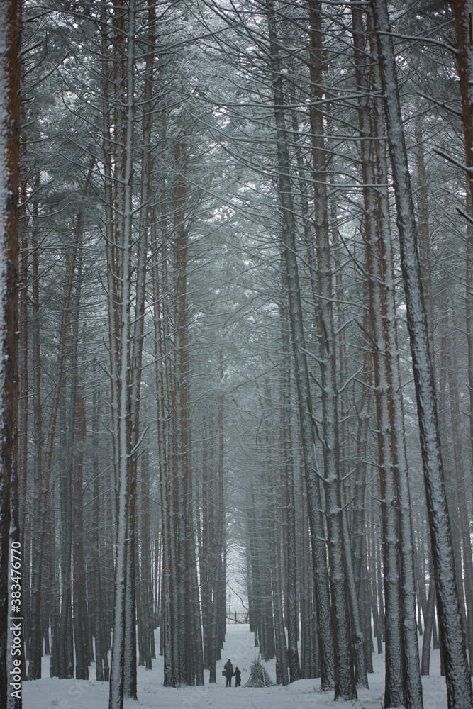 fairy forest. winter. snow fairy forest. winter. snow