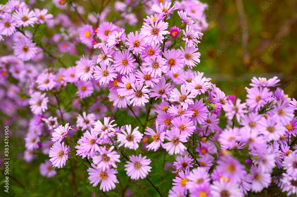 autumn flowers Aster novi-belgii vibrant light purple color in full bloom in the garden autumn flowers Aster novi-belgii vibrant light purple color in full bloom in the garden