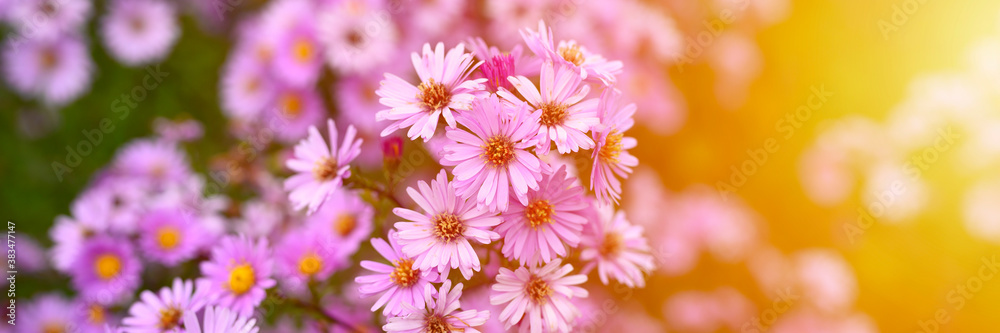 autumn flowers Aster novi-belgii vibrant light purple color in full bloom in the garden. banner. flare autumn flowers Aster novi-belgii vibrant light purple color in full bloom in the garden. banner. flare