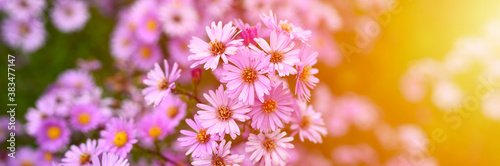 autumn flowers Aster novi-belgii vibrant light purple color in full bloom in the garden. banner. flare