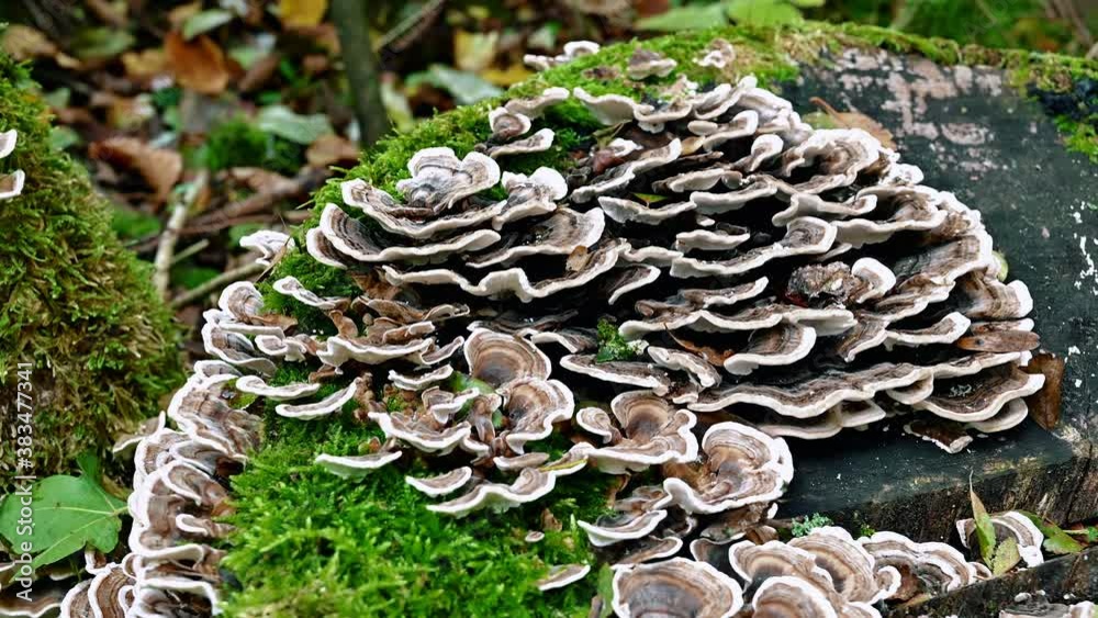 Coriolus Pilz am Baumstamm 07- 30fps 4K Coriolus Pilz am Baumstamm 07- 30fps 4K