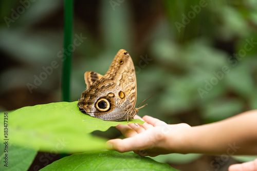 cute little girl holding living beautiful butterfly on her hand