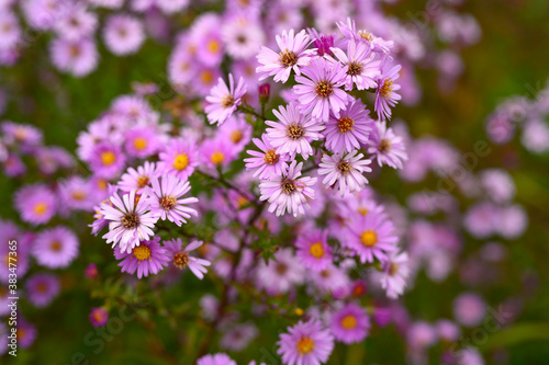 autumn flowers Aster novi-belgii vibrant light purple color in full bloom in the garden