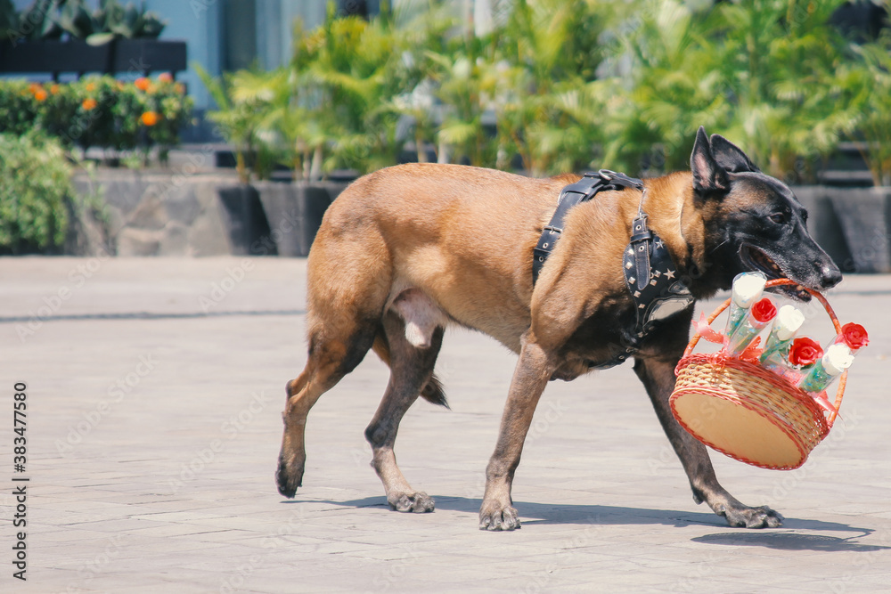 Obraz premium Malinois Dog bring basket of flowers on the park. Well-raised and trained Belgian Malinois are usually active, intelligent, friendly, protective, alert and hard-working.
