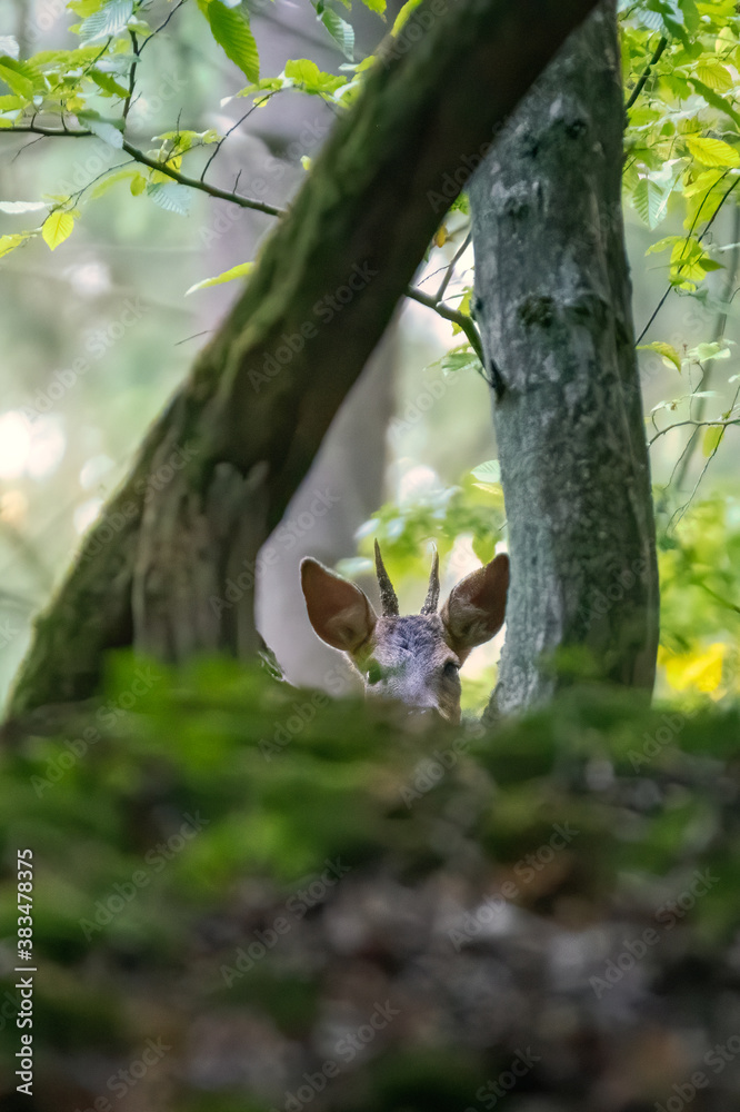 Deer in the woods. Deer in the forest