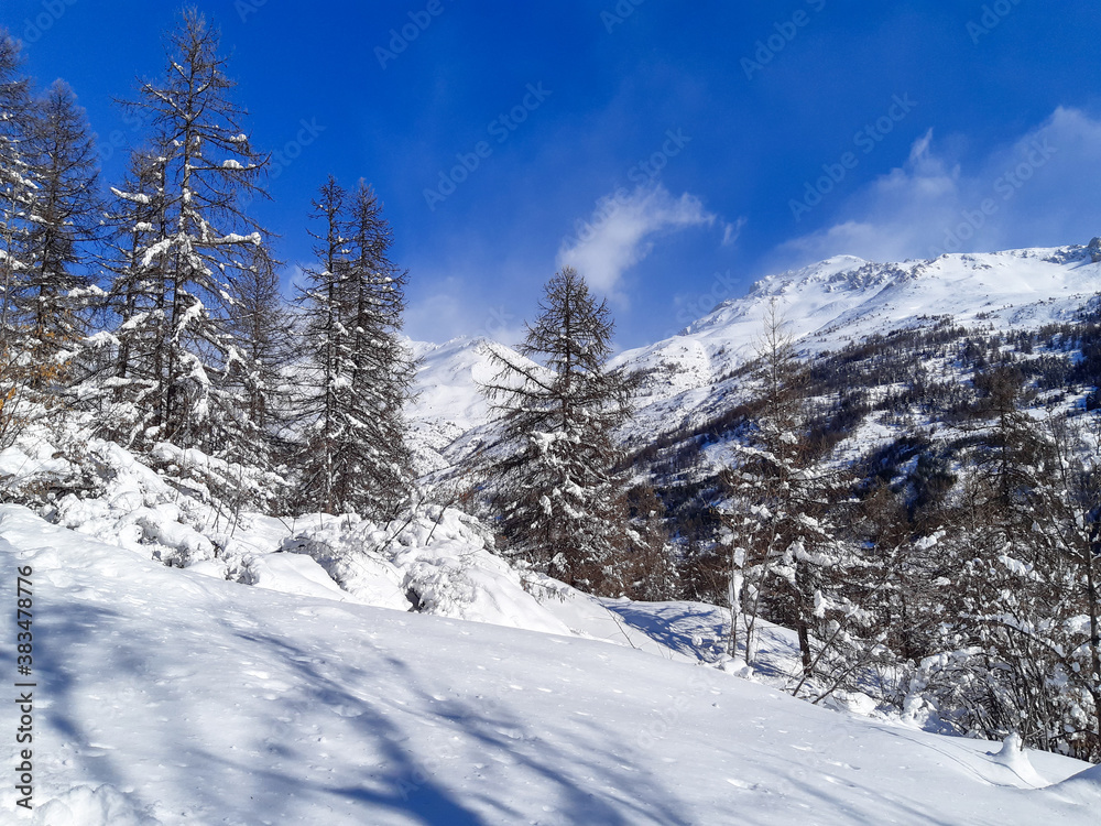 Winter white forest with snow in pine forest mountain on Christmas background