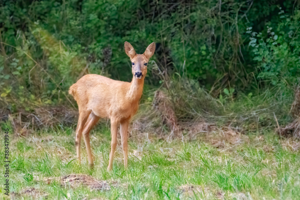 Deer in the woods. Deer in the forest Deer in the woods. Deer in the forest