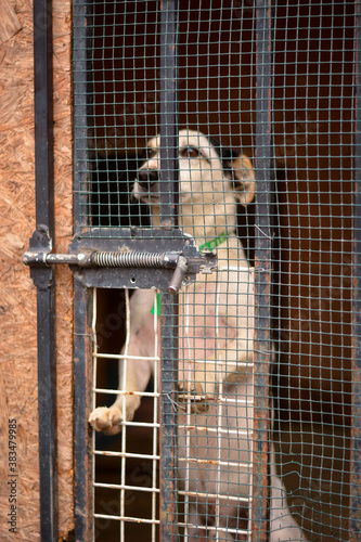 Cute jack russel terrier dog sad look through cage