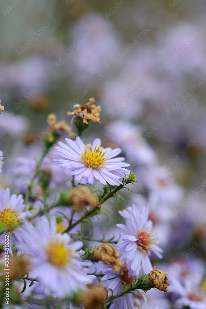 Fototapeta premium Flowers in the autumn in the country closeup. Shallow depth of field